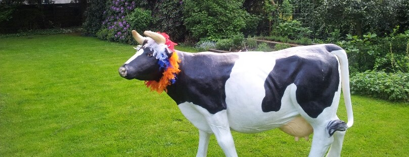 Koe met rood-wit-blauw-oranje slinger om.